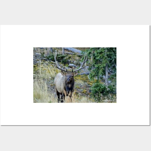 Elk Rut Wall Art by Leslie Pino Durant